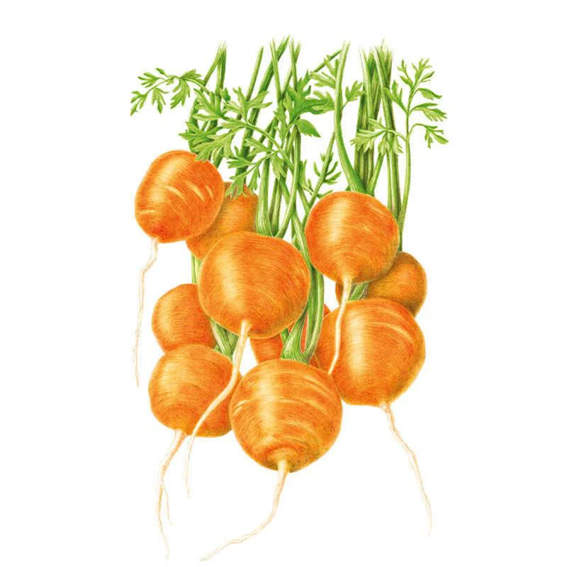 Tonda di Parigi Carrots