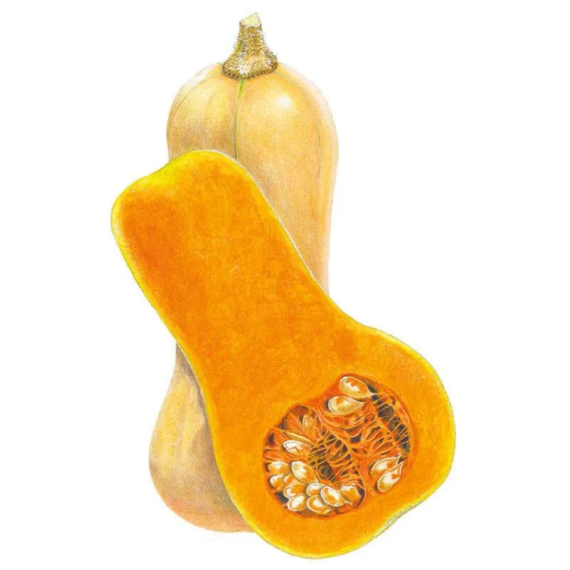Waltham Butternut