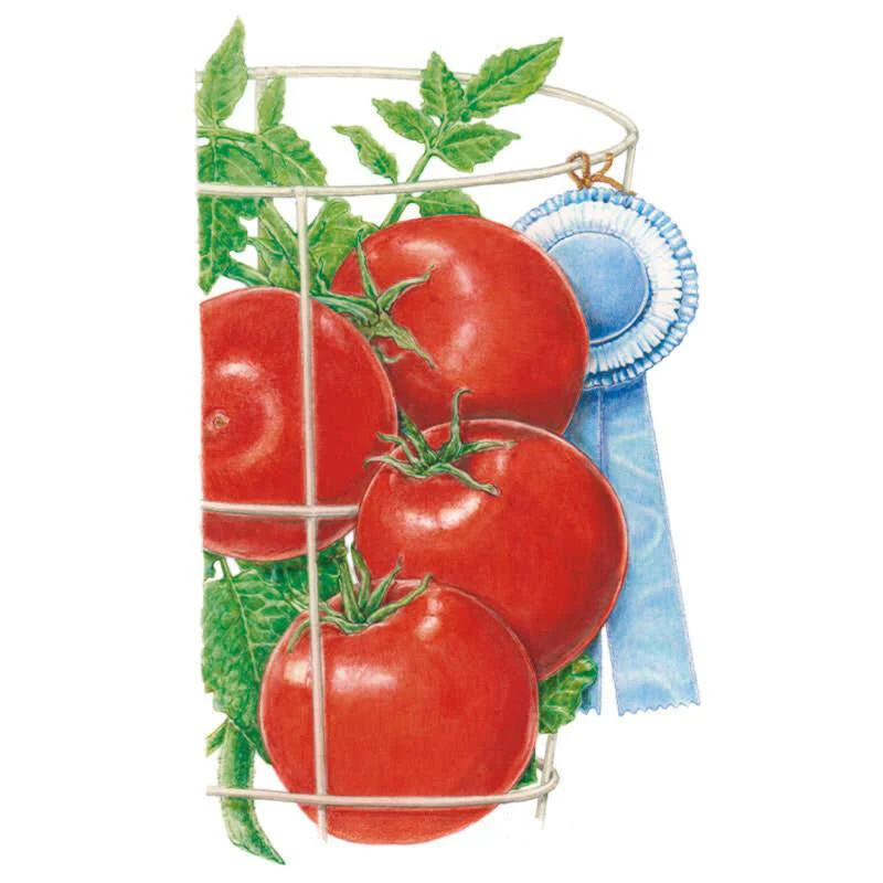 Mountain Merit Bush Tomato