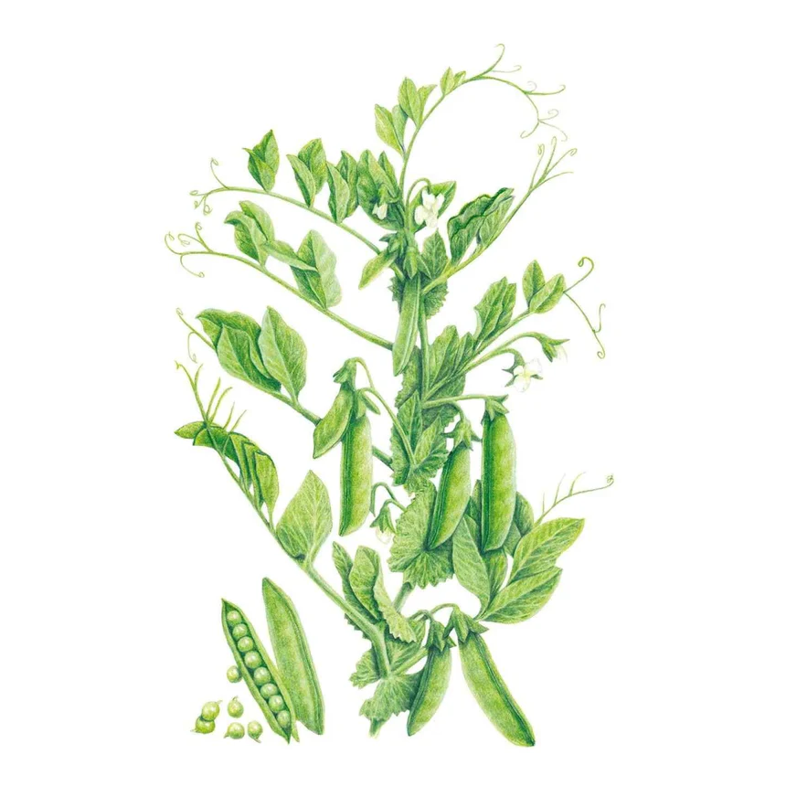 Wando Shelling Pea