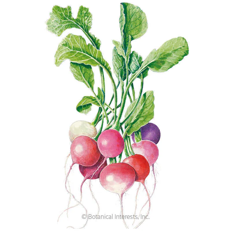 Easter Egg Blend Radish
