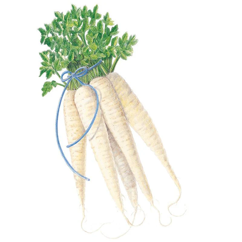 All American Parsnip