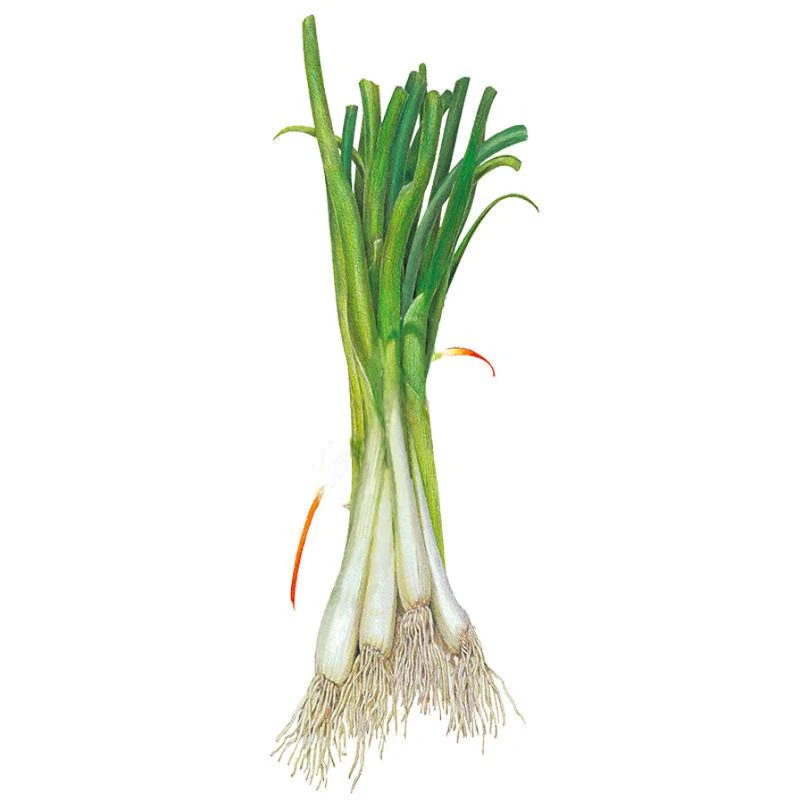 Tokyo Long White Scallions