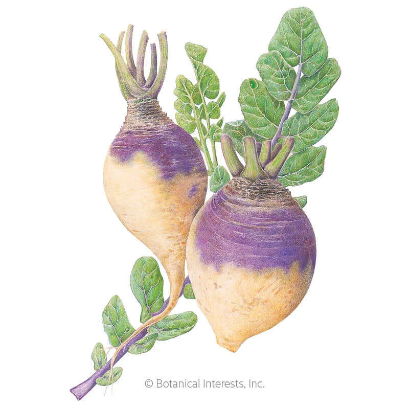American Purple Top Rutabaga
