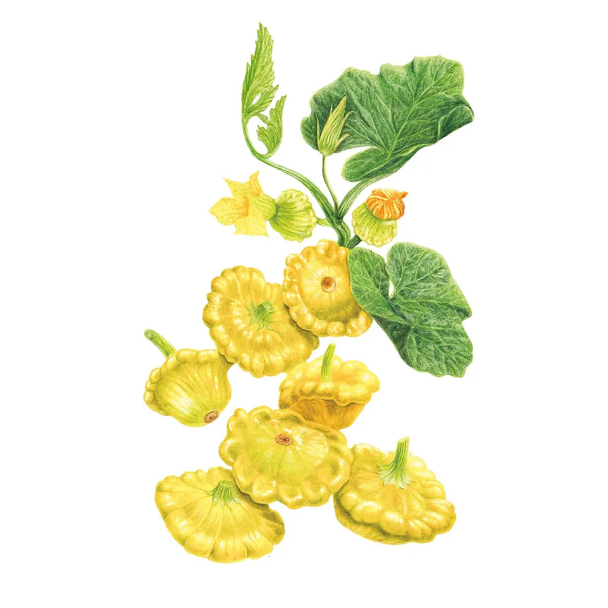 Gelber Englischer Summer Squash