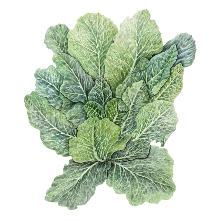Top Bunch Collard Greens