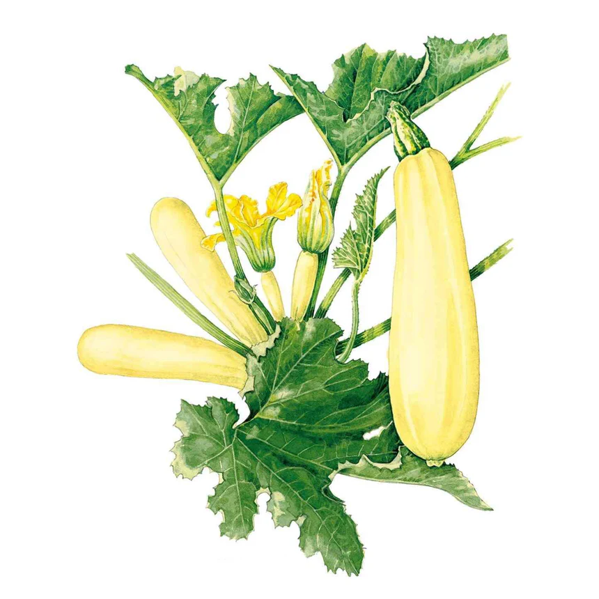 Chiffon Summer Squash
