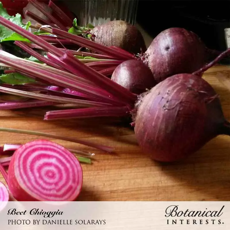 Chioggia Beet