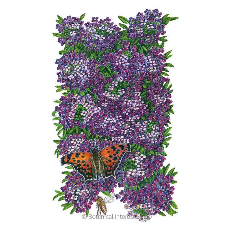 Alyssum