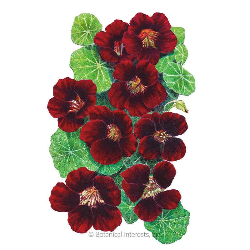 Black Velvet Nasturtium