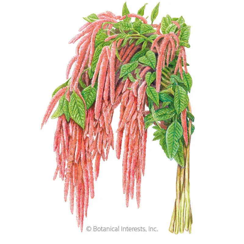 Coral Fountain Love-Lies-Bleeding Amaranth
