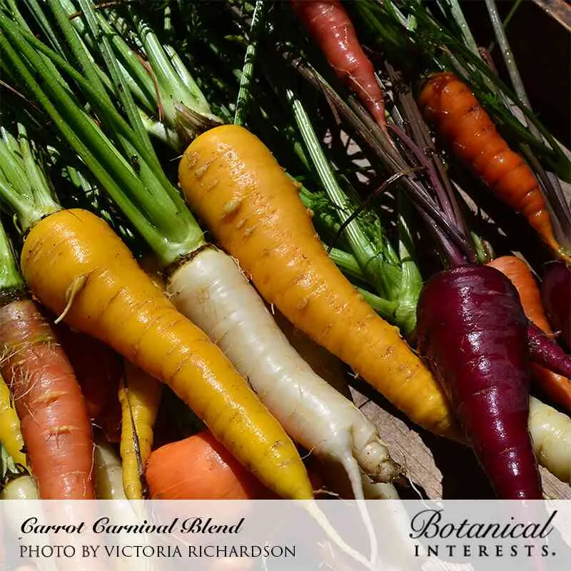 Carnival Blend Carrot