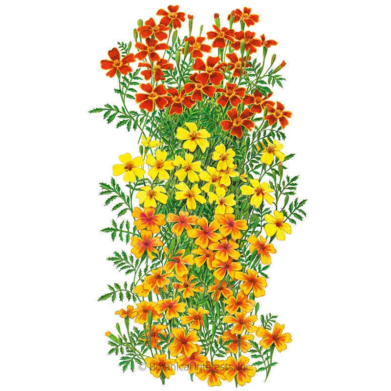 Gem Blend Signet Marigold