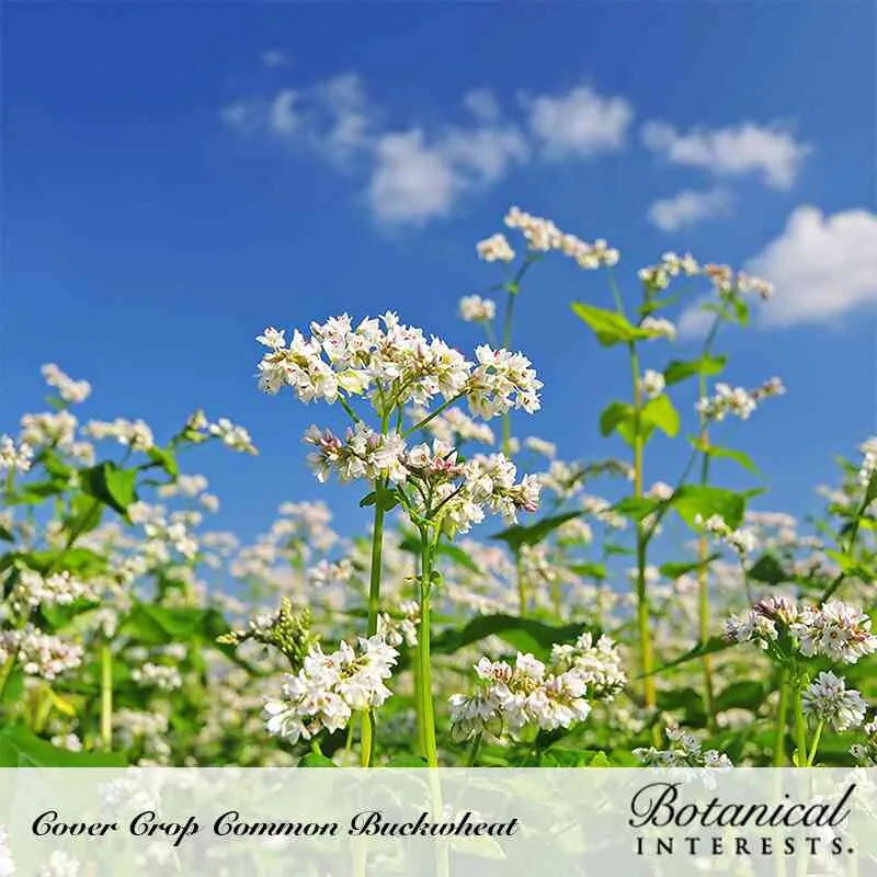 Common Buckwheat