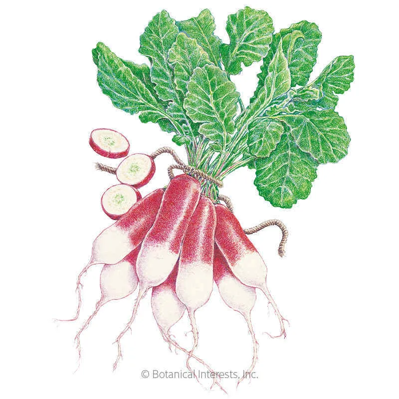 French Breakfast Radish
