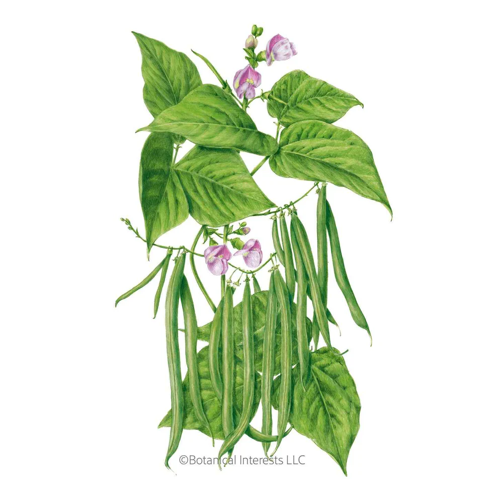 Contender Bush Beans
