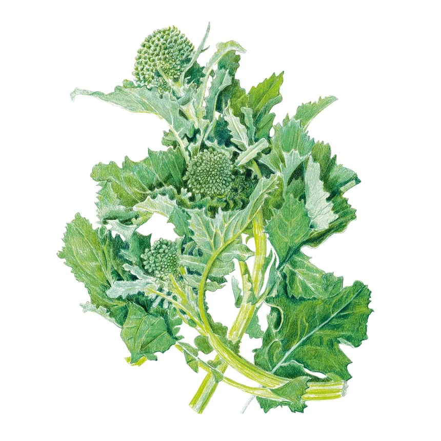 Rapini Broccoli Raab