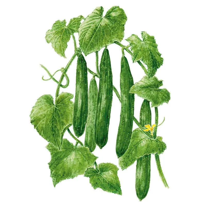 Tasty Green Cucumber