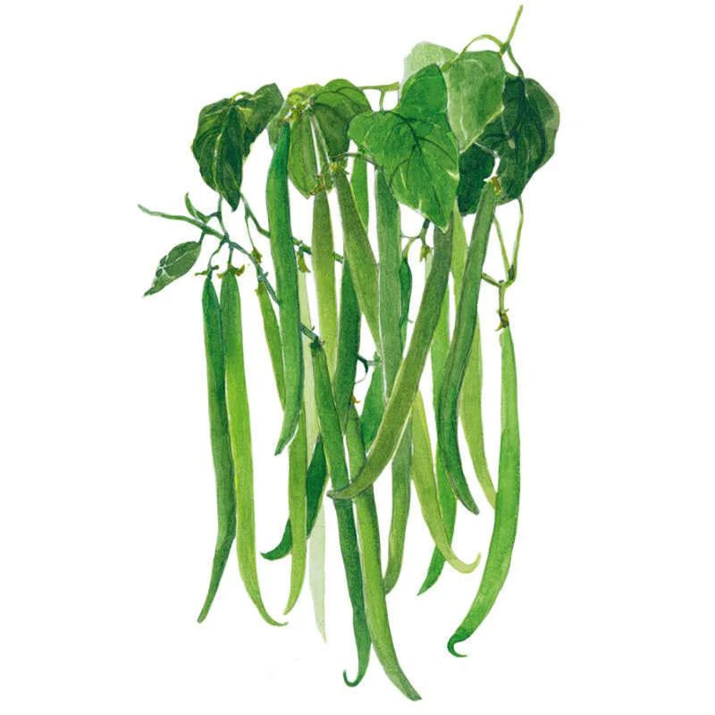 Tavera Filet Bush Beans