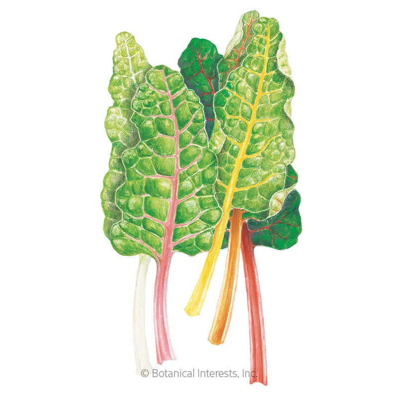 Five Color Silverbeet Swiss Chard