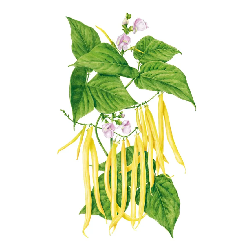 Gold Rush Beans