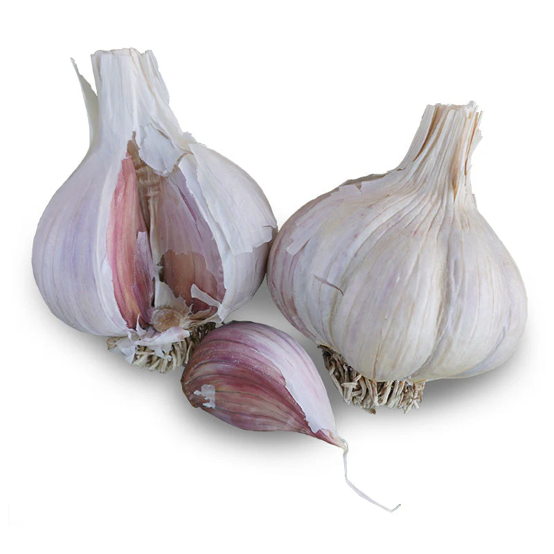 Montana Zemo Hardneck Garlic