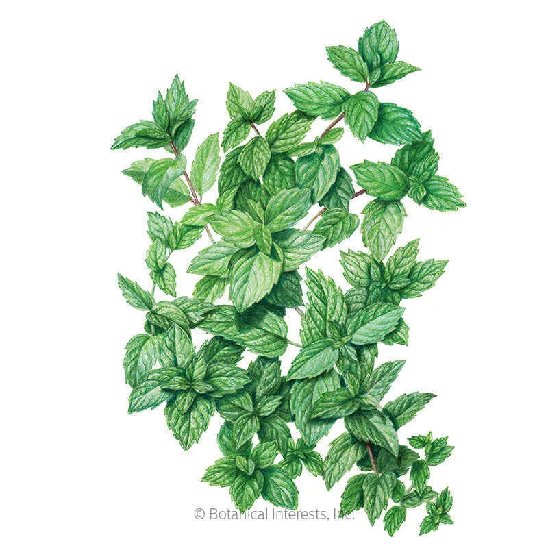 Common Mint