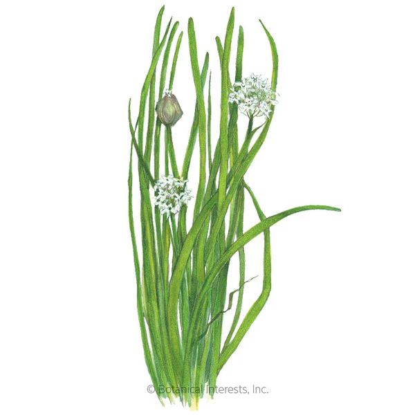 Garlic Chives