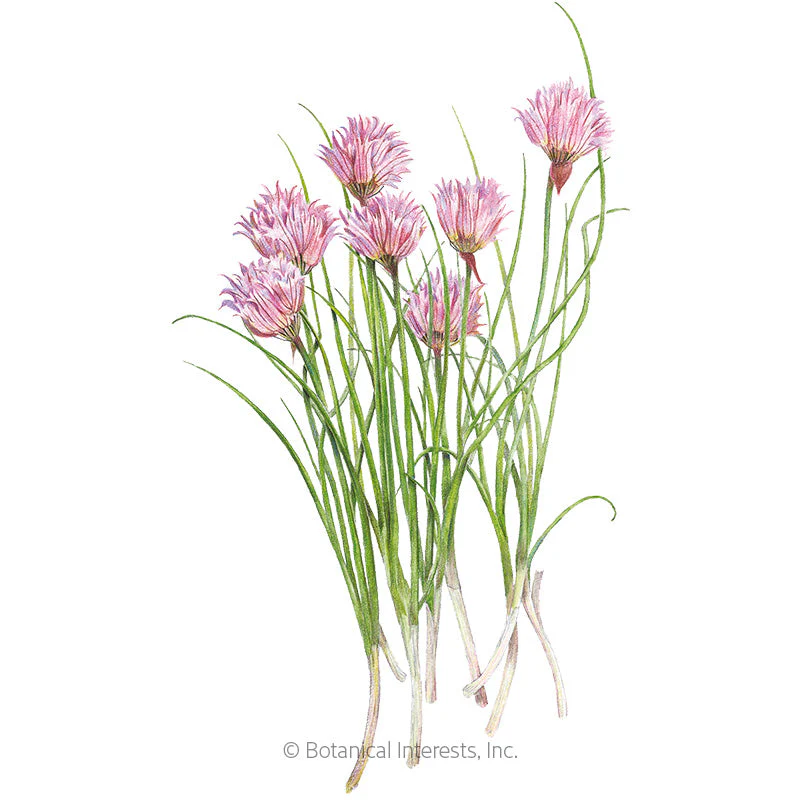 Chives