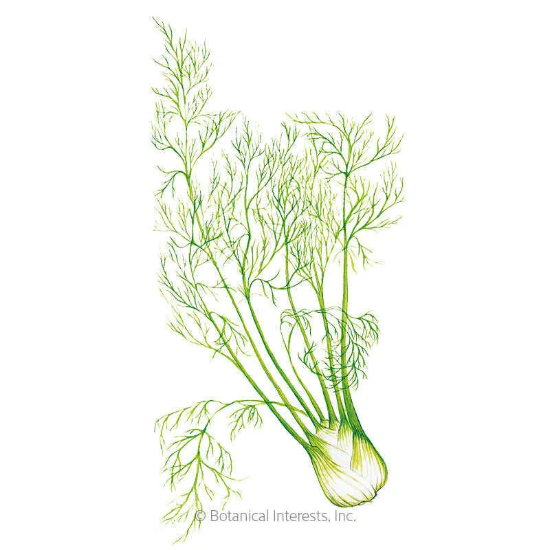 Finocchio Fennel
