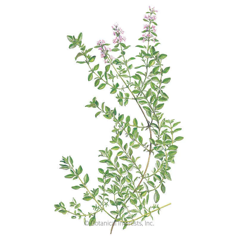 English Thyme