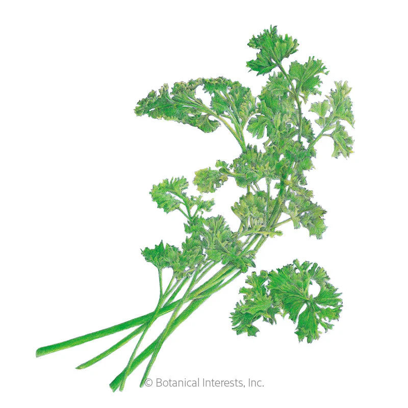 Moss Curled Parsley