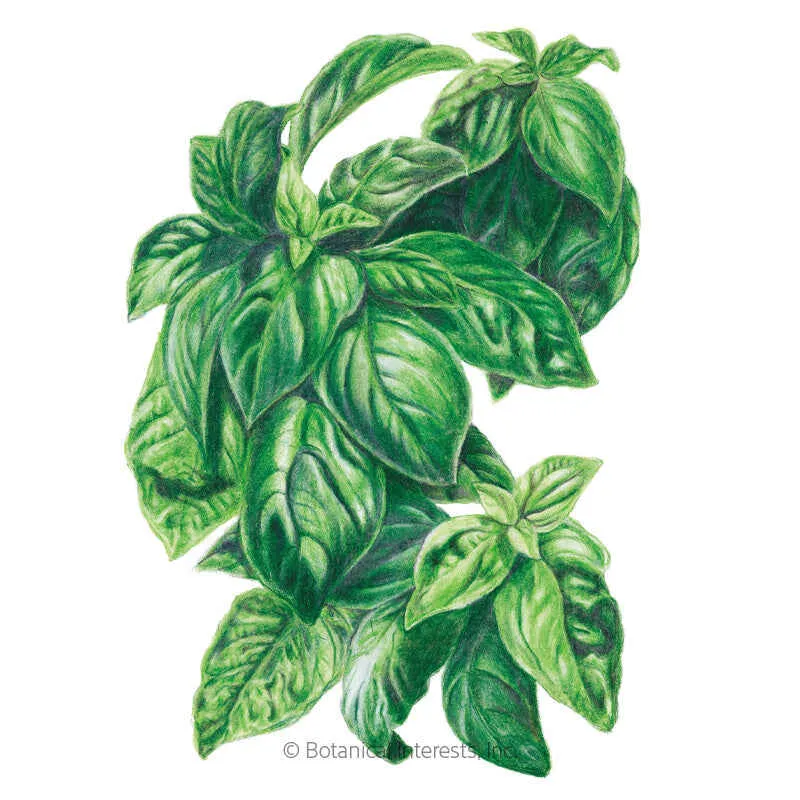 Italian Genovese Basil