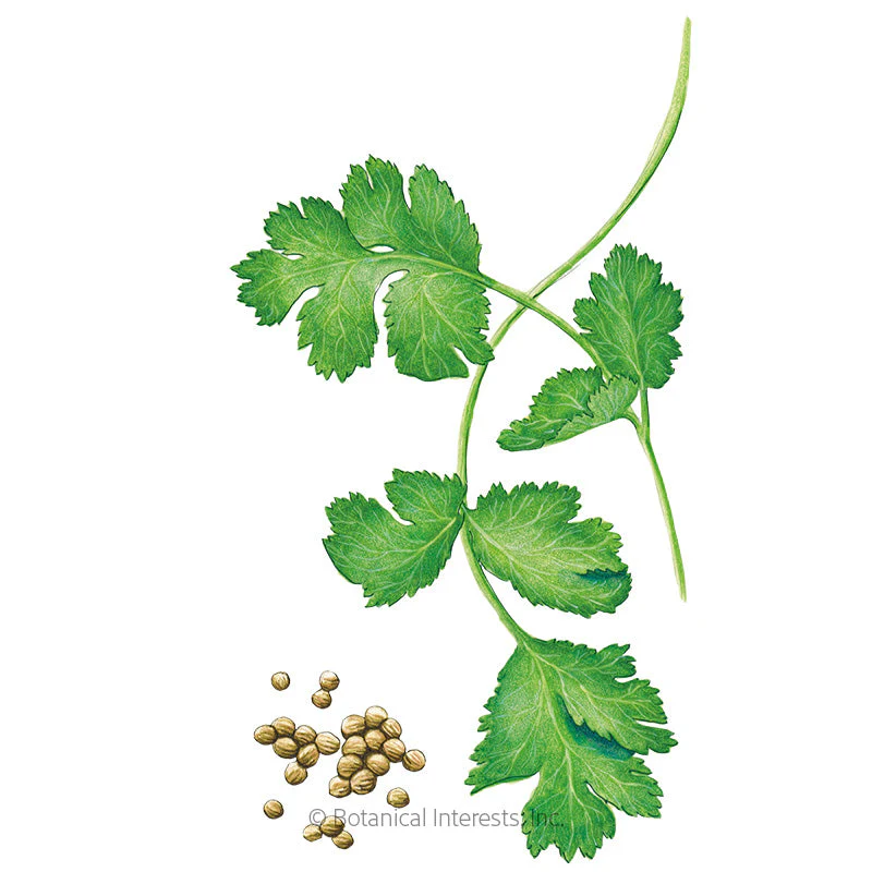 Long Standing Santo Cilantro