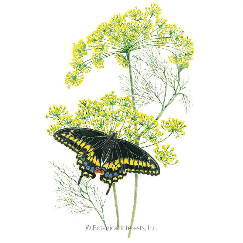 Bouquet Dill
