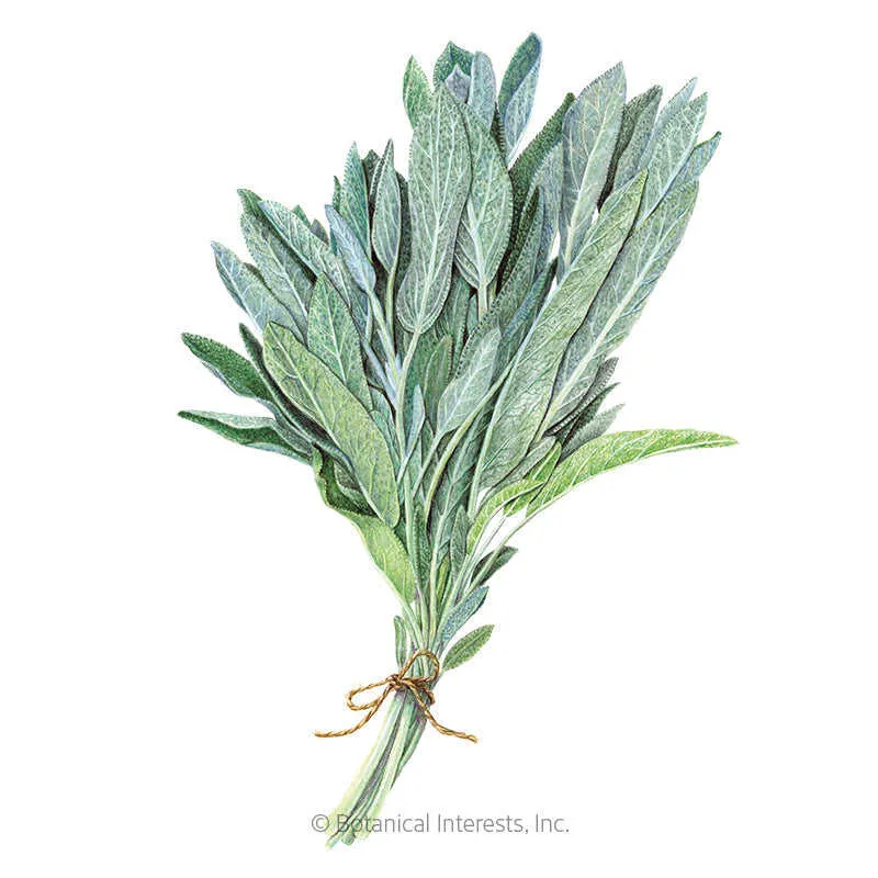 Broadleaf Sage