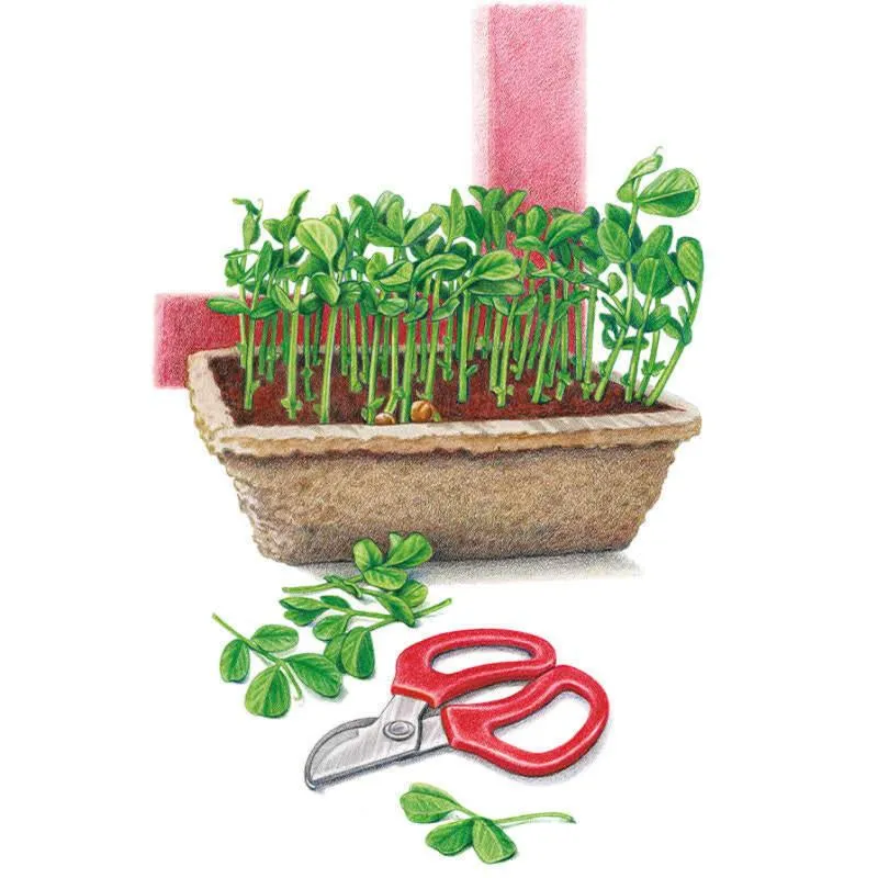 Pea Shoots