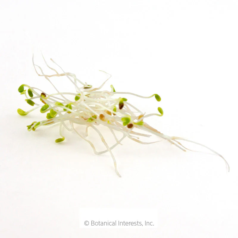 Alfalfa Sprouts