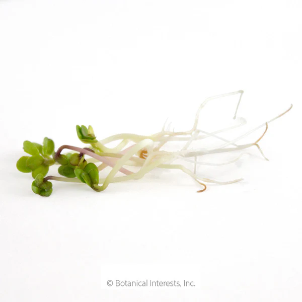 China Rose Radish Sprouts