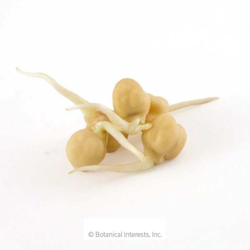 Garbanzo Bean Sprouts