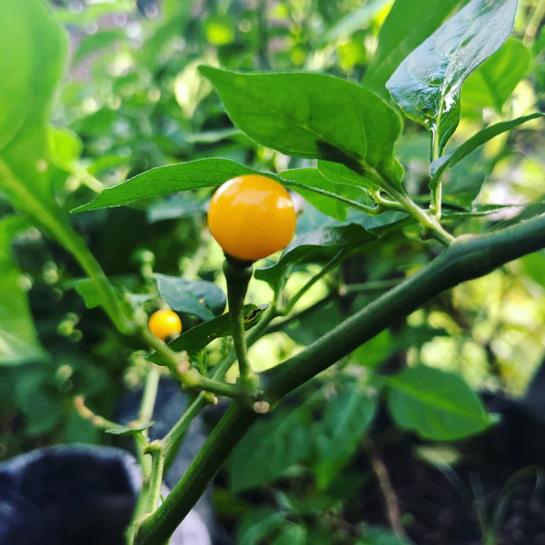 Aji Charapita