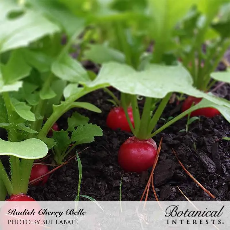 Cherry Belle Radish
