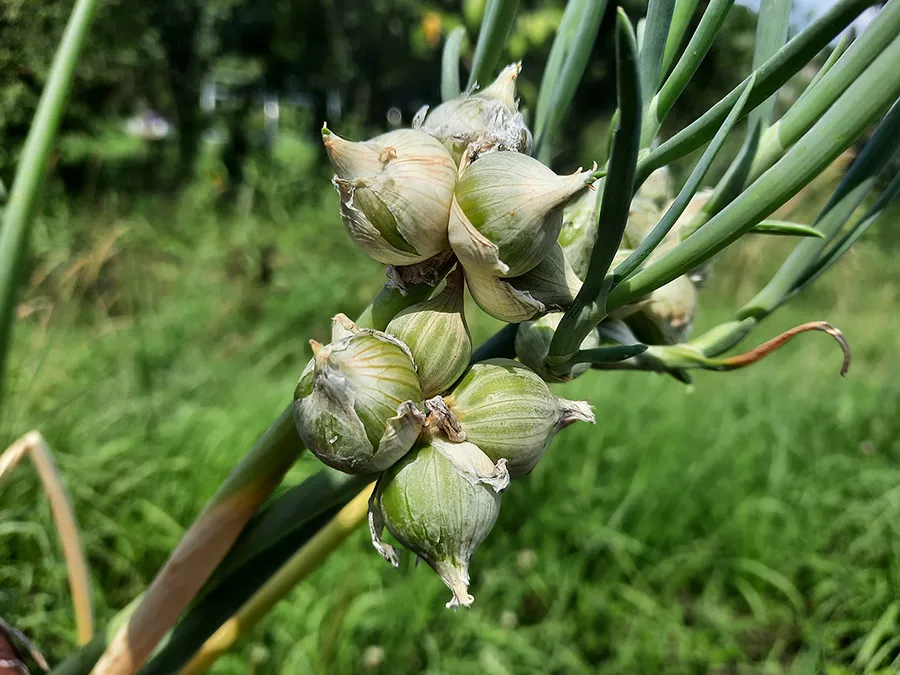 Egyptian Walking Onions