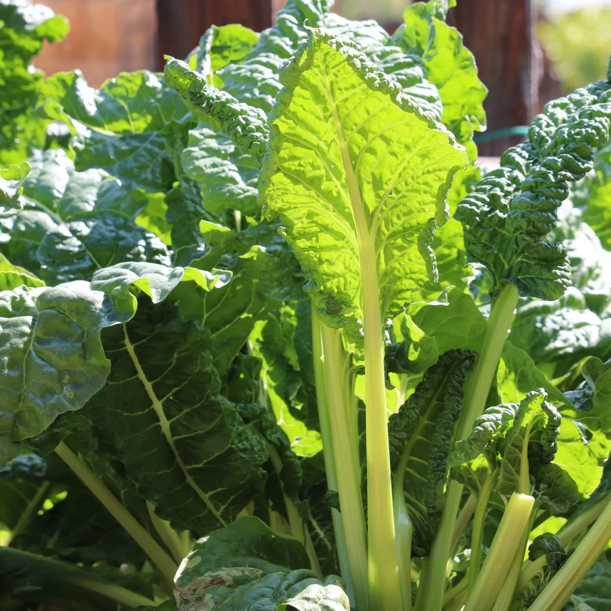 Fordhook Giant Swiss Chard