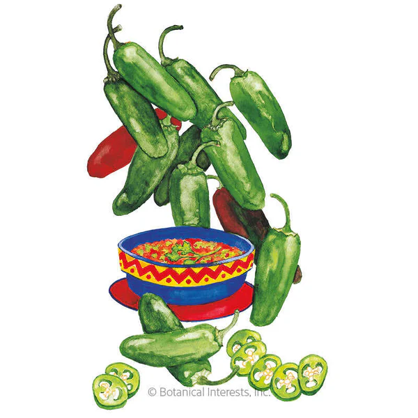 Early Jalapeño Chile Peppers