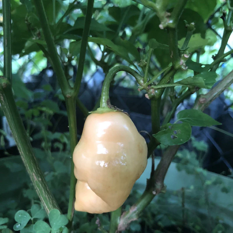 Aji Sugar Rush Peach